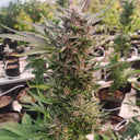 AK47 Seeds Automatic Seeds Lucky Hemp   