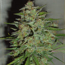 Blue Critical Seeds Automatic Seeds Lucky Hemp   