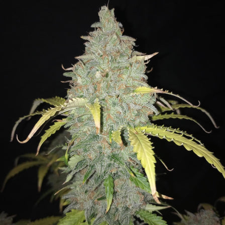 Cadillac Rainbow Seeds Feminized Seeds Lucky Hemp   