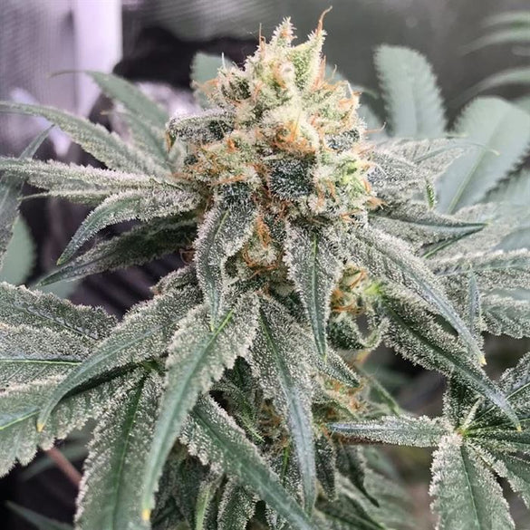 Honey M CBD Seeds Feminized Seeds Lucky Hemp   